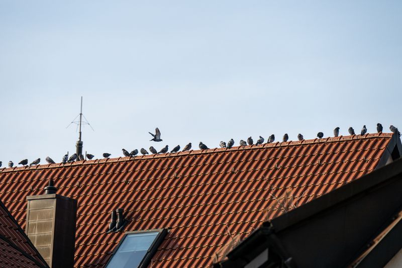 Mehrere Stadttauben sitzen in einer Reihe auf einem Hausdach