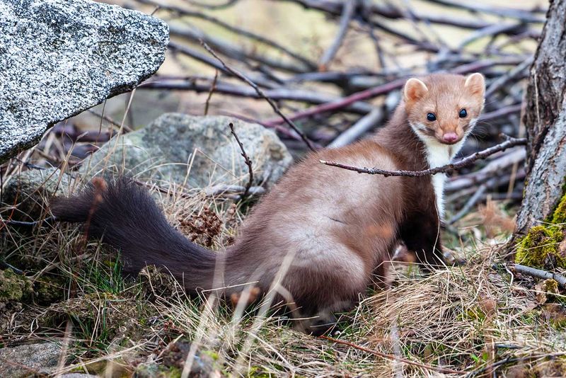 Steinmarder im Freien zwischen Steinen und Zweigen