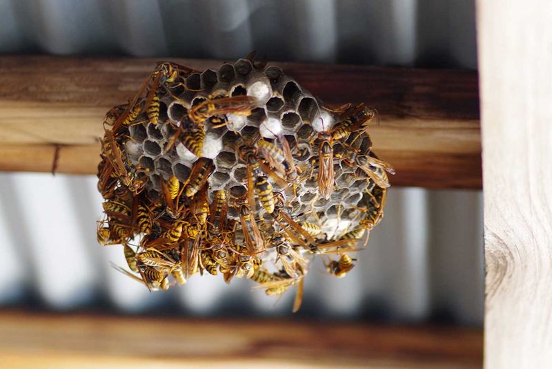 Offenes Wespennest mit vielen Wespen unter einem Holzbalken